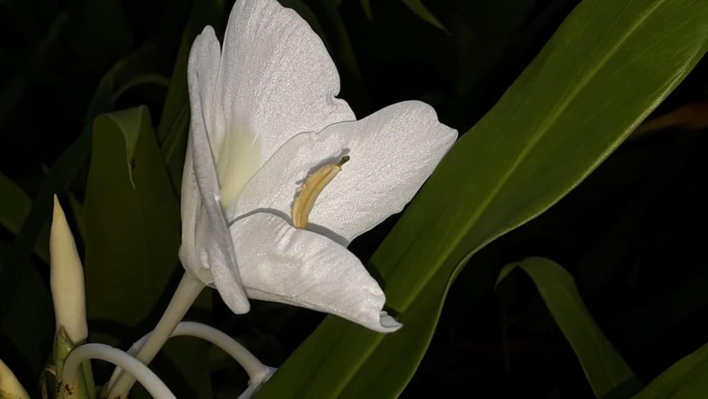Posada El Acuario 巴亚索拉诺 外观 照片